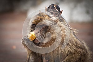 Gibraltar monkey