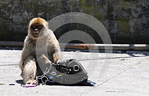 Gibraltar monkey steeling