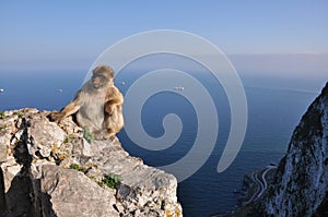 Gibraltar monkeys photo