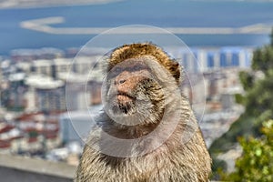 Gibraltar Monkeys or Barbary Macaques are considered photo