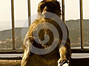 Gibraltar`s Mischievious Monkeys