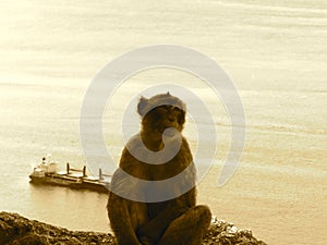 Gibraltar`s Mischievious Monkeys