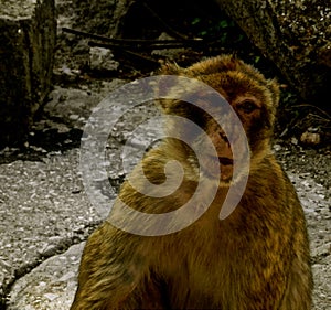 Gibraltar`s Mischievious Monkeys