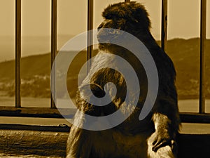 Gibraltar`s Mischievious Monkeys