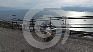 Gibraltar, UK, Andalucia, Spain - April 16, 2016: Cape of Gibraltar macaques and monkeys