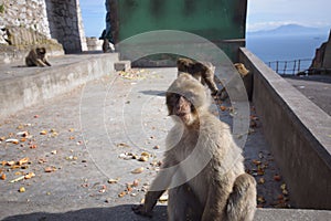 Gibraltar