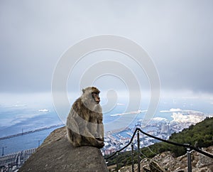 Gibraltarian monkey