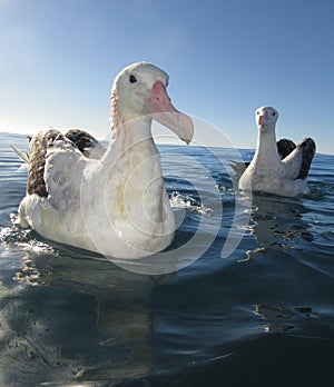 Gibson\'s Albatross, Diomedea gibsoni