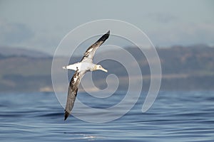 Gibson\'s Albatross, Diomedea gibsoni