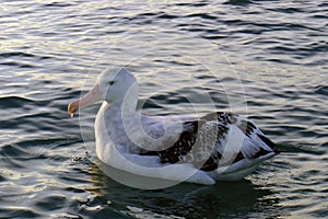 Gibson´s Albatross off Kaikoura New Zealand