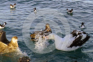 Gibson´s Albatross off Kaikoura New Zealand