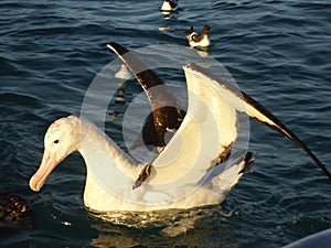 Gibson´s Albatross off Kaikoura New Zealand