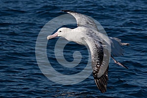 Gibson`s Wandering Albatross in Australasia