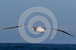 Gibson`s Wandering Albatross in Australasia