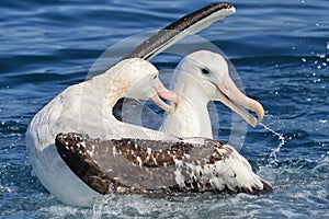 Gibson`s Wandering Albatross in Australasia