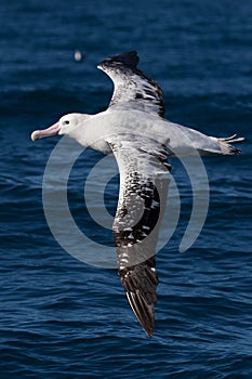 Gibson`s Wandering Albatross in Australasia