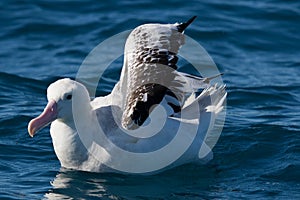 Gibson`s Wandering Albatross in Australasia