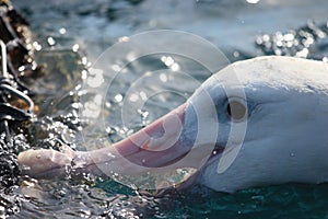 Gibson`s Wandering Albatross in Australasia