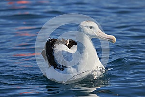 Gibson`s Wandering Albatross in Australasia