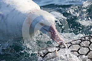 Gibson`s Wandering Albatross in Australasia