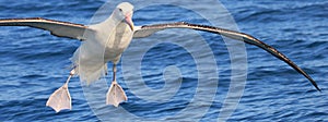 Gibson`s Wandering Albatross in Australasia