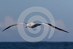 Gibson`s Wandering Albatross in Australasia