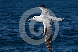 Gibson`s Wandering Albatross in Australasia