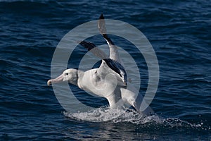 Gibson`s Wandering Albatross in Australasia