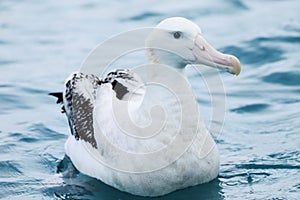 Gibson`s Wandering Albatross, Diomedea exulans