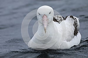 Gibson`s Wandering Albatross, Diomedea exulans, close up