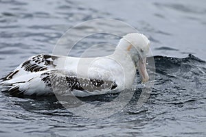 Gibson`s Wandering Albatross, Diomedea exulans, close view