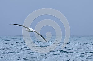 Gibson`s Wandering Albatross, Diomedea exulans, in flight
