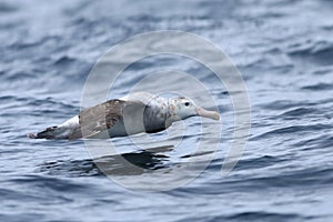 Gibson`s Wandering Albatross, Diomedea exulans, flying