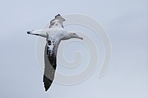 Gibson`s Wandering Albatross, Diomedea exulans, gliding