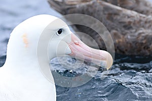 Gibson`s Wandering Albatross, Diomedea exulans, portrait