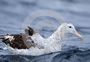 Gibson`s Wandering Albatross, Diomedea exulans, relaxing