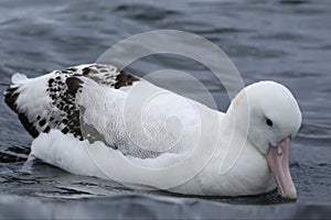 Gibson`s Wandering Albatross, Diomedea exulans, at rest