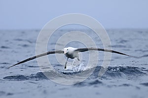 Gibson`s Wandering Albatross, Diomedea exulans, take off