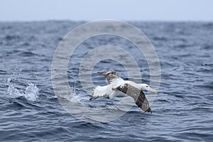 Gibson`s Wandering Albatross, Diomedea exulans, taking off