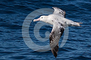 Gibson`s Wandering Albatross in Australasia photo