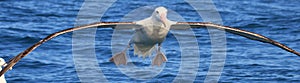 Gibson`s Wandering Albatross in Australasia photo