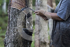 Gide hand farmers are beginning tires in a rubber plantation-rubber tapper