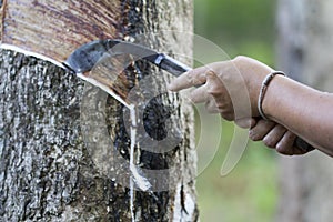 Gide hand farmers are beginning tires in a rubber plantation-rubber tapper