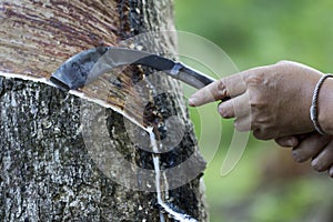 Gide hand farmers are beginning tires in a rubber plantation-rubber tapper