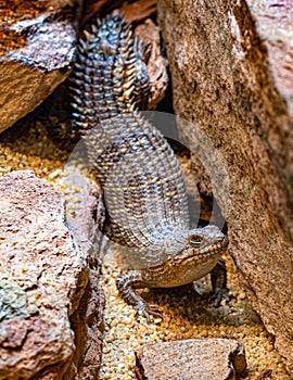 Gidgee Skink Egernia stokesii, very rare, threatened species. Habitat Central Australia