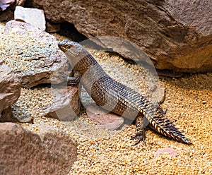 Gidgee Skink  very rare, threatened species. Habitat Central Australia photo