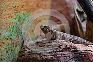Gidgee Skink