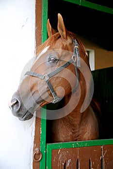 Gidran breed horse head profile portrait with an alert expression