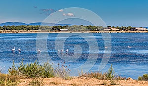 Giens Peninsula,Salt Pan,Flamingos-Hyeres,France photo