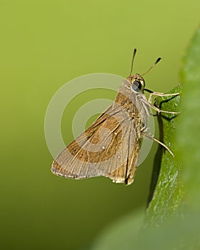 Gierstdikkopje, Millet Skipper, Pelopidas thrax